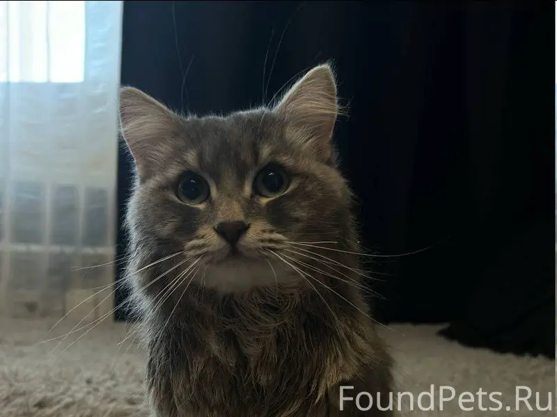 Короче, найдись 🐱 Нашелся кот ...