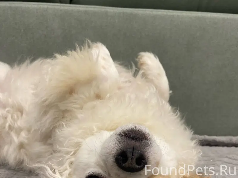 Убежала собачка. Кличка Ричи, ...