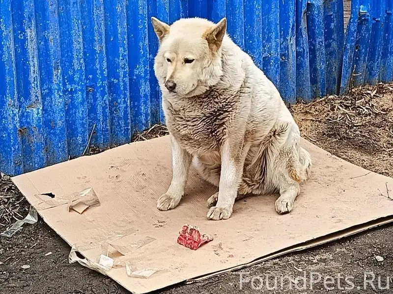 ❗Пропала собака!❗ г.Королев, п...
