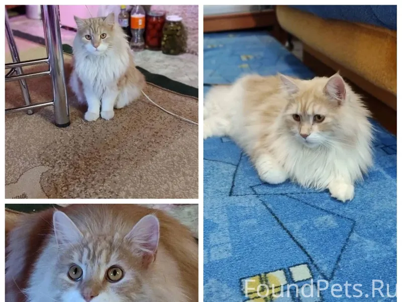 Пропал кот,выбежал из дома,кот...