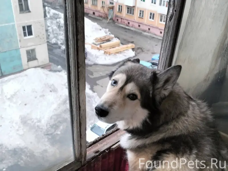 Пропал пёс хаски (АЧИ), зелёна...