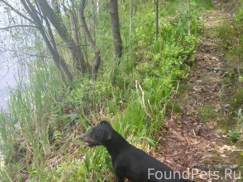 Потерялась собака ягд-терьер (...