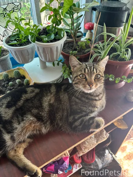 Пропал кот по кличке Космос, н...