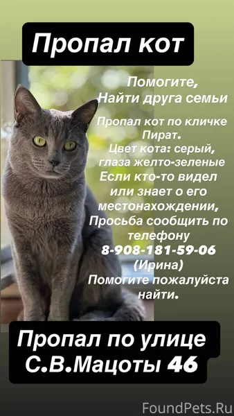 Пропал котик, в районе Мацоты ...