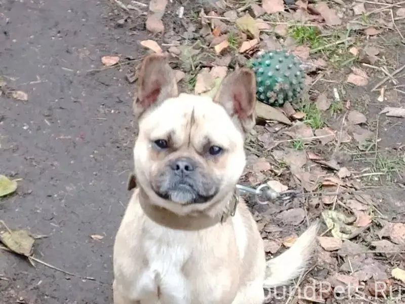 Убежала собака в районе магази...