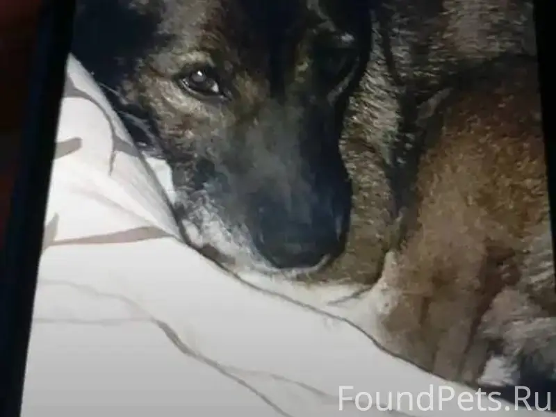 🆘🆘🆘Пропала собака в районе Сев...