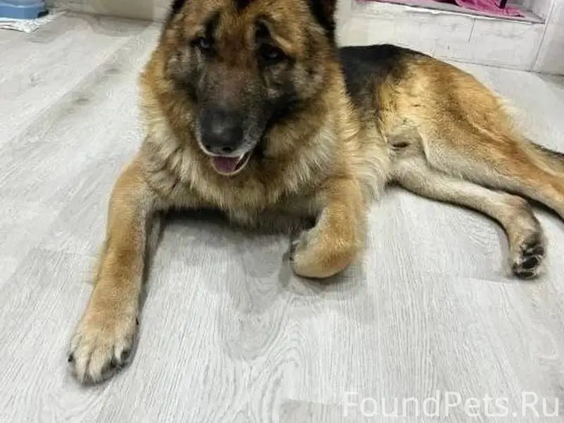Пропала немецкая овчарка по кл...