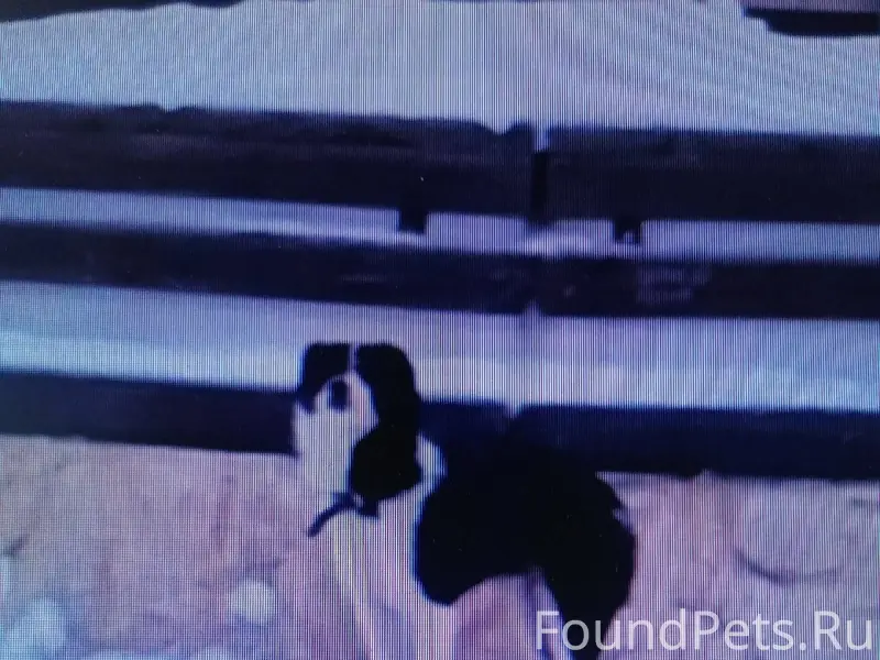 ‼️‼️Шексна центр! Чья потеряшк...