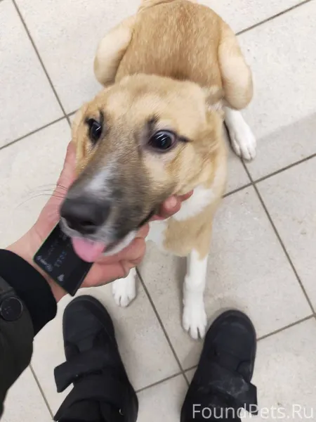 Потерялся пёс с ошейником в ма...