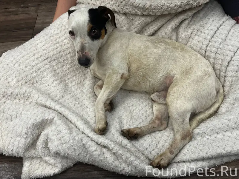 ЧЬЯ СОБАКА? район ФИОЛЕНТ Найд...