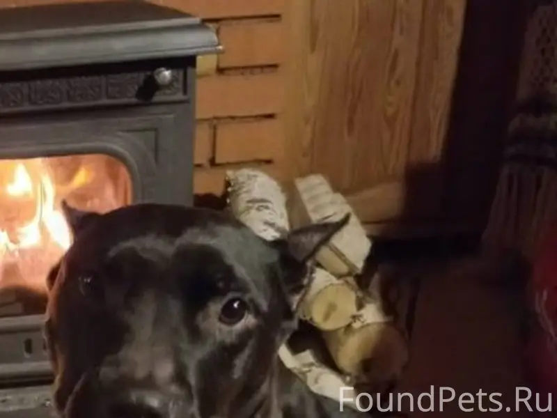 ❗️ПРОПАЛА СОБАКА❗️ Девочка Вал...