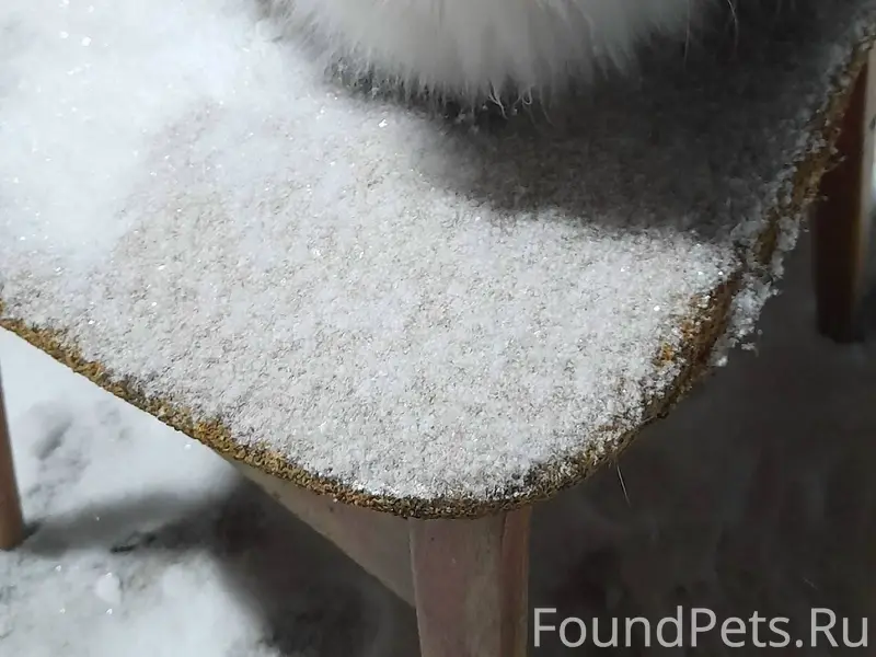 Пропала киска Маша прошу пожал...