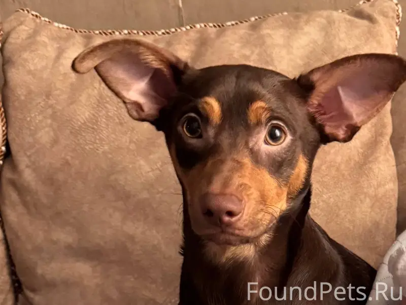 Потерялась собака. Коричневый ...