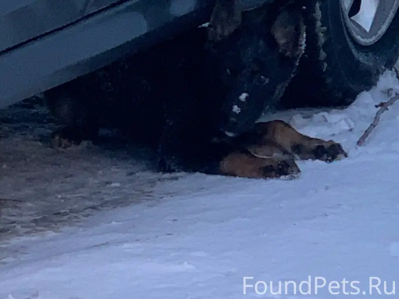 Мурманск. Кто потерял? https:/...