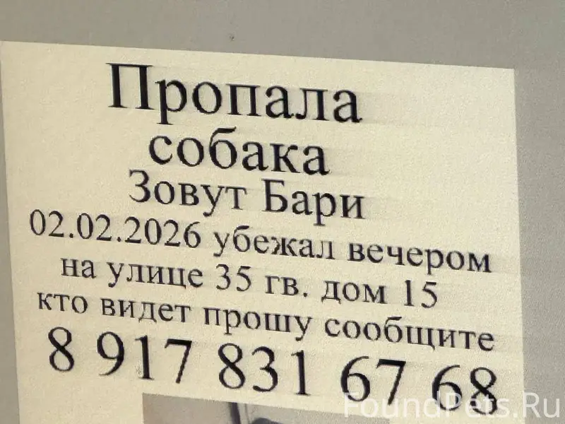 Добрый вечер , пропала собака ...