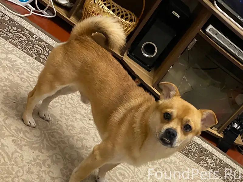 Пропала собака. В районе 31 об...