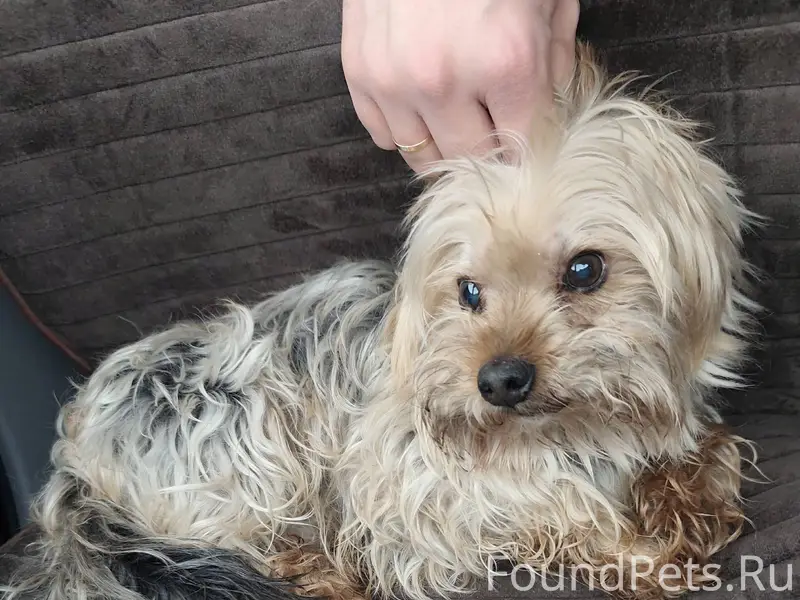 Пёс, за 7 лет, по виду...