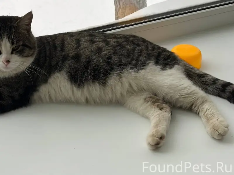 Чей потеряшка? Был найден на Т...