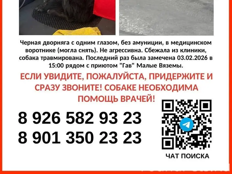 🆘🆘🆘 СРОЧНО! Ищем собаку в воро...