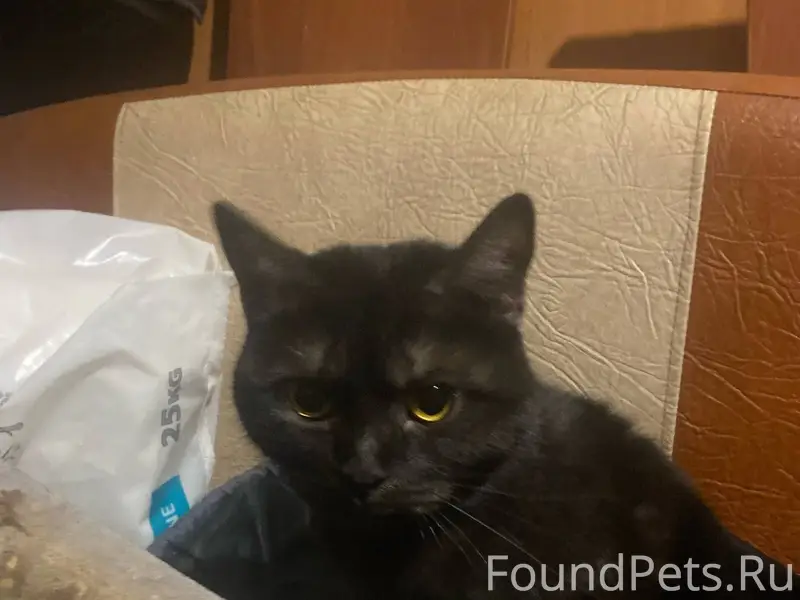 Найден котенок,на вид нескольк...