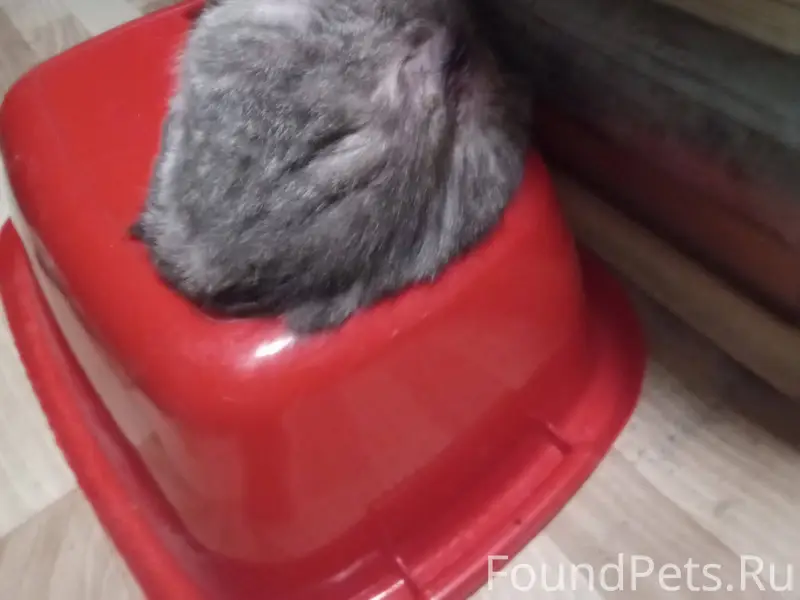 Кто видел кошку в районе Сорок...