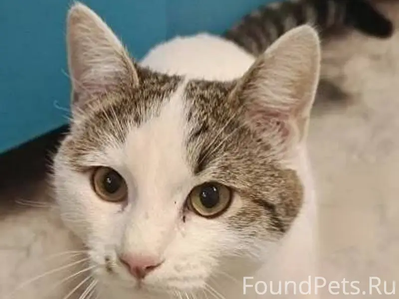 Найден молодой кот ночью с 1го...