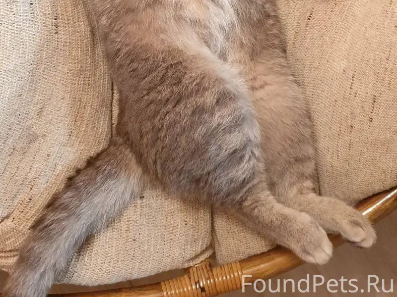 Пропал шотландский кот с зелен...