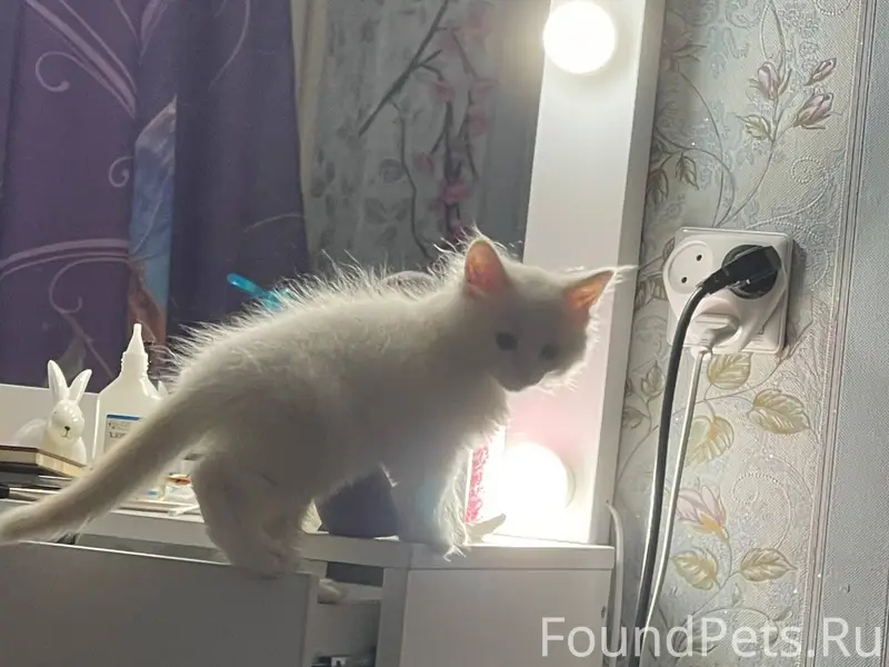 Пропал котёнок, зовут Смоки, в...