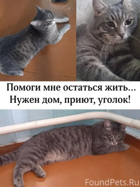 Мальчишка котик плачет в подъе...