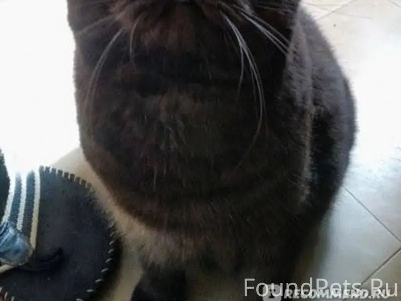 Чей потеряшка❓‼️ Появился коти...