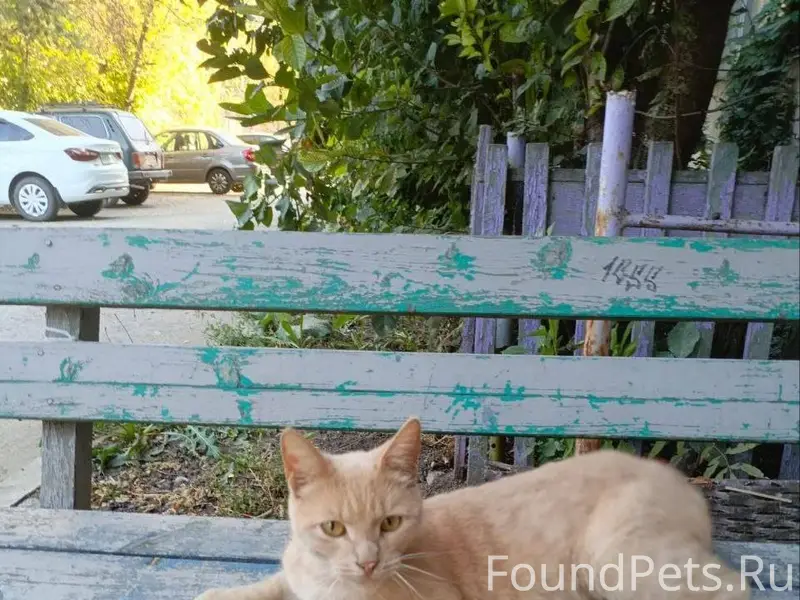 Пропал кот рыжий кличка "перси...