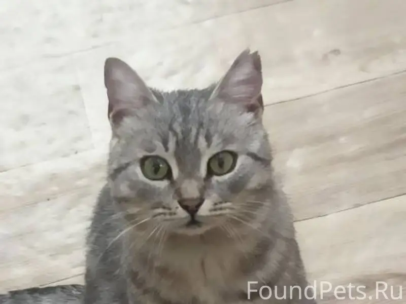 Пропал кот в районе улиц Войко...