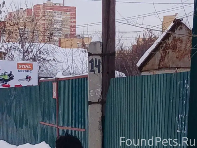 Срочно!!! Бегает породистый, д...