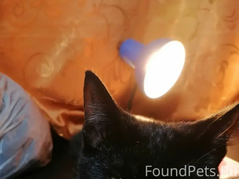 Пропал кот.В районе Заводская-...