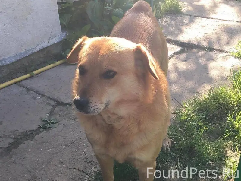 Пропала наша любимая собака, н...