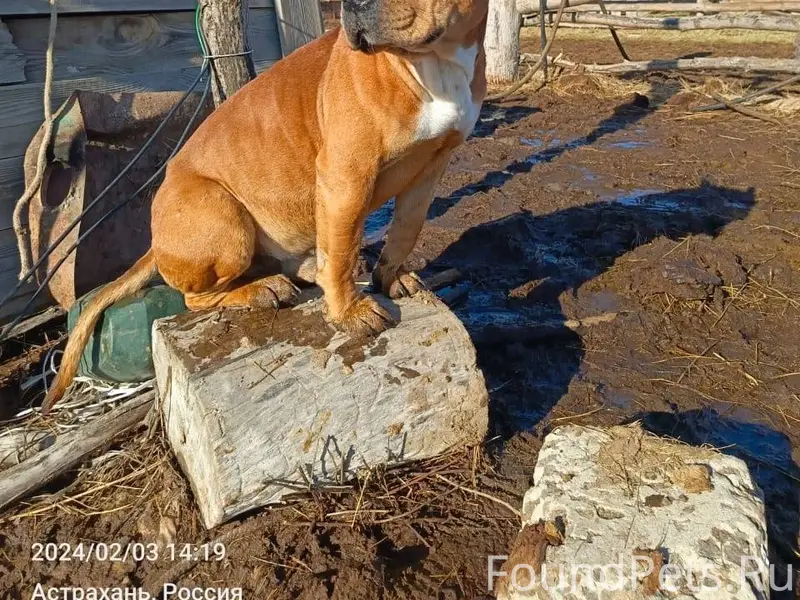 Здравствуйте, пропала собака, ...