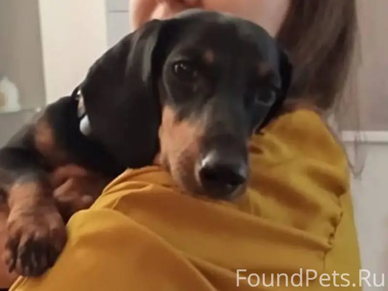 Здравствуйте, потерялась собак...