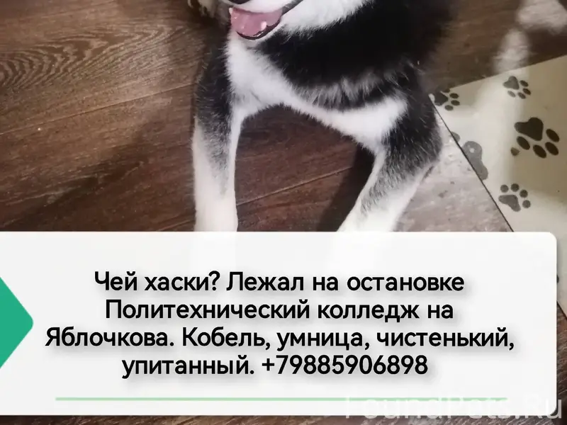 На улице Яблочкова найден кобе...