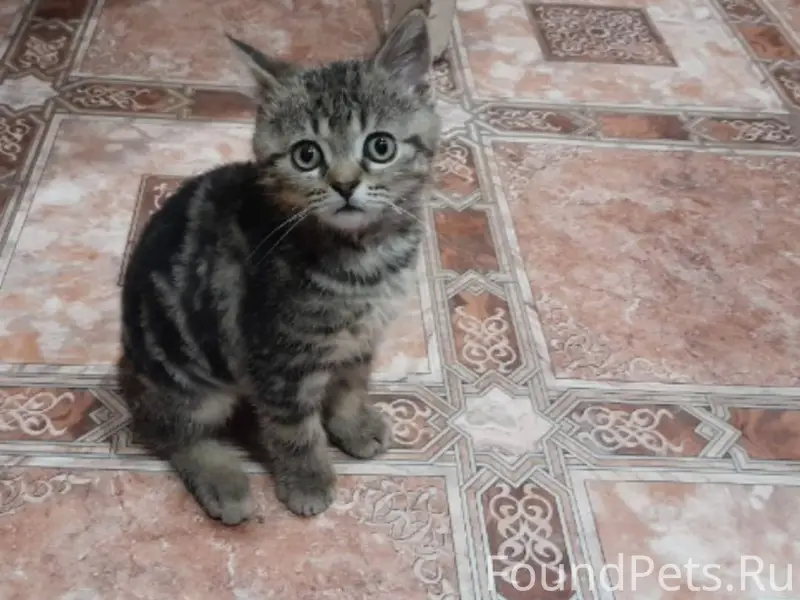 Пропал кот на улице Маршака, м...