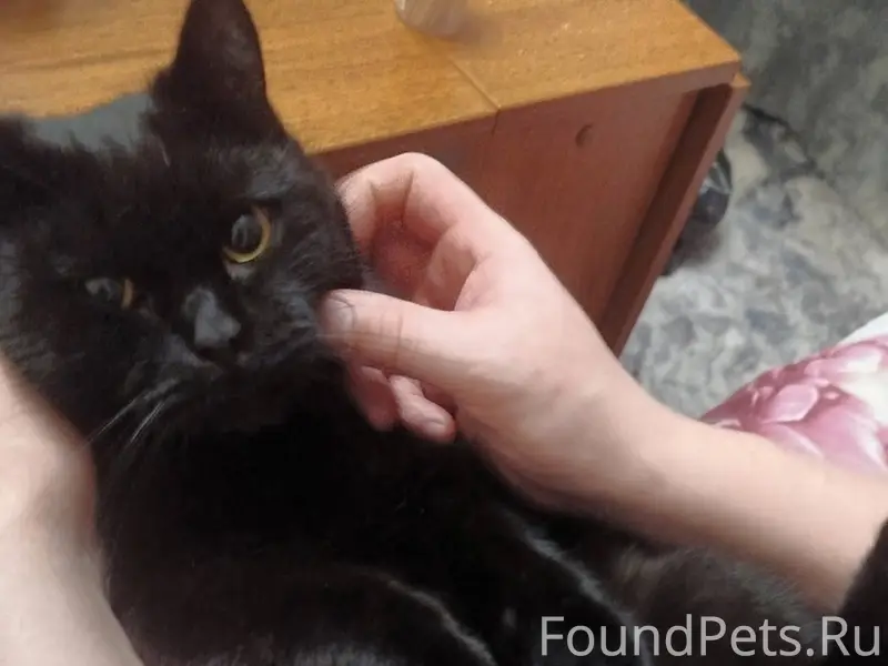 Потерялся кот! Пропал вчера, т...