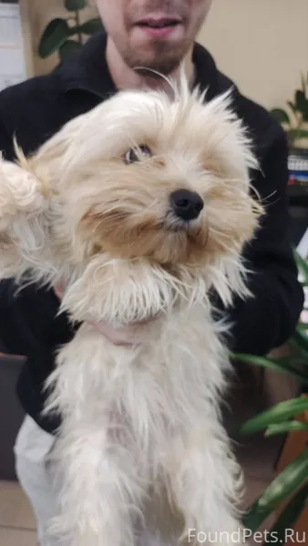 Наши девочку йокшера, помогите найти родителей