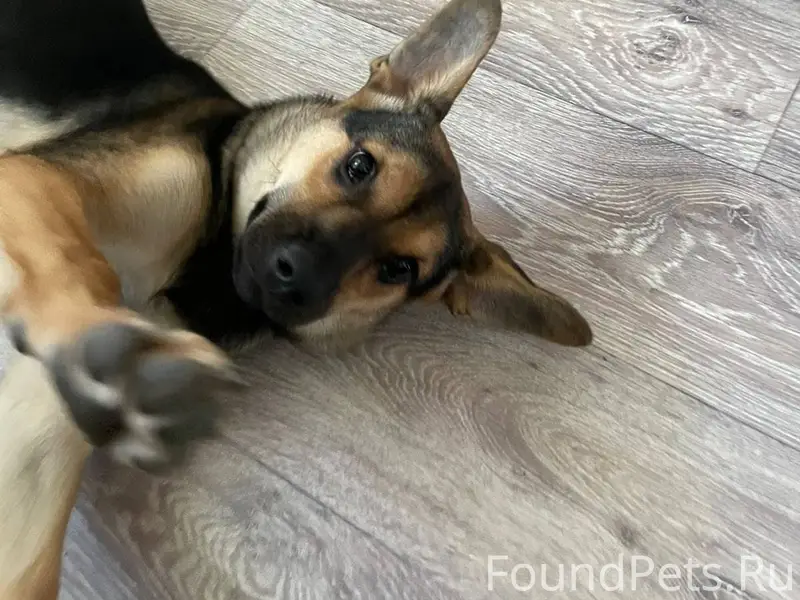 ПРОПАЛА СОБАКА,на Куликова,при...