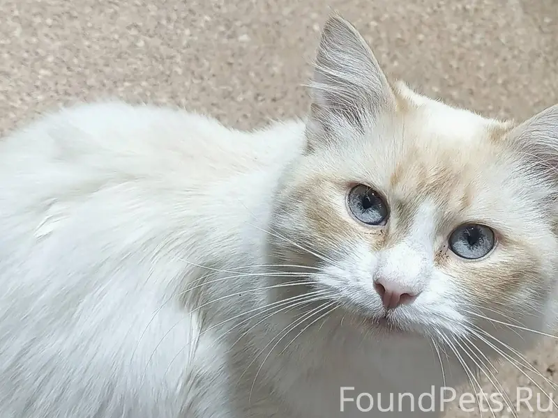 Пропал кот кличка "КАСПЕР"по у...