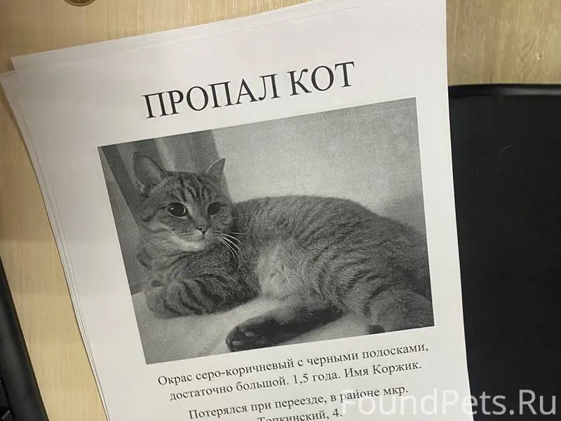 ПРОПАЛ КОТ 06.02.2026 примерно...