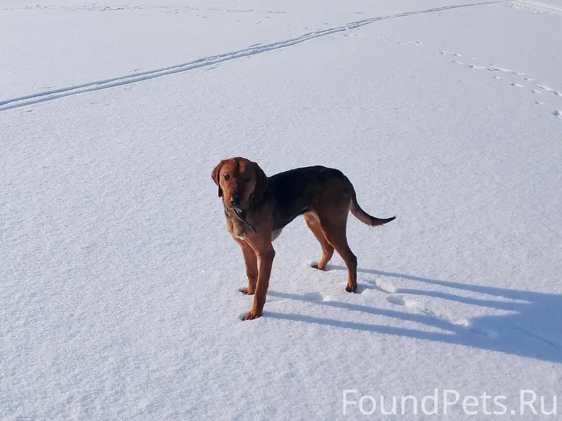 Обращение к охотникам района, ...