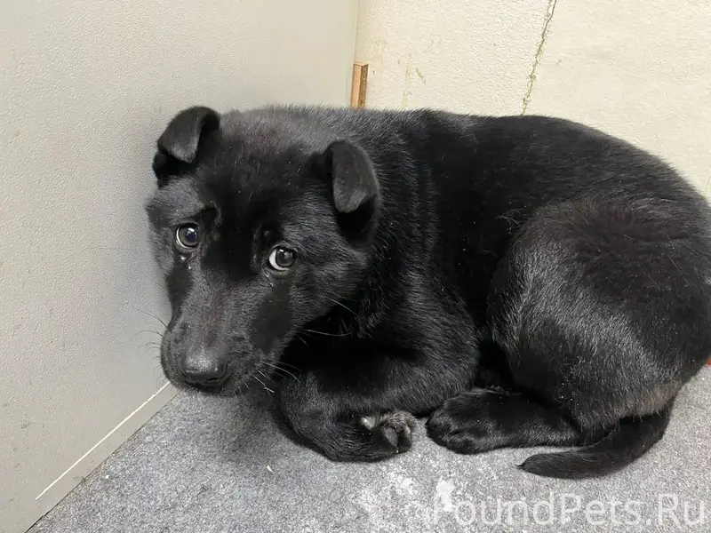 Нашлась потеряшка! В районе Ко...