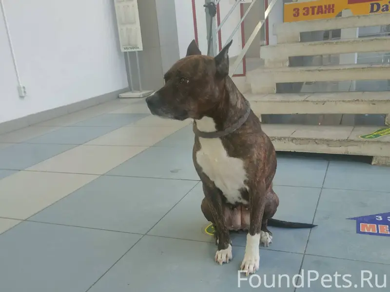 Хозяева НАЙДИТЕСЬ!!! Так нельз...