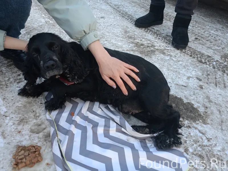 Чья собака? Найдена на парковк...