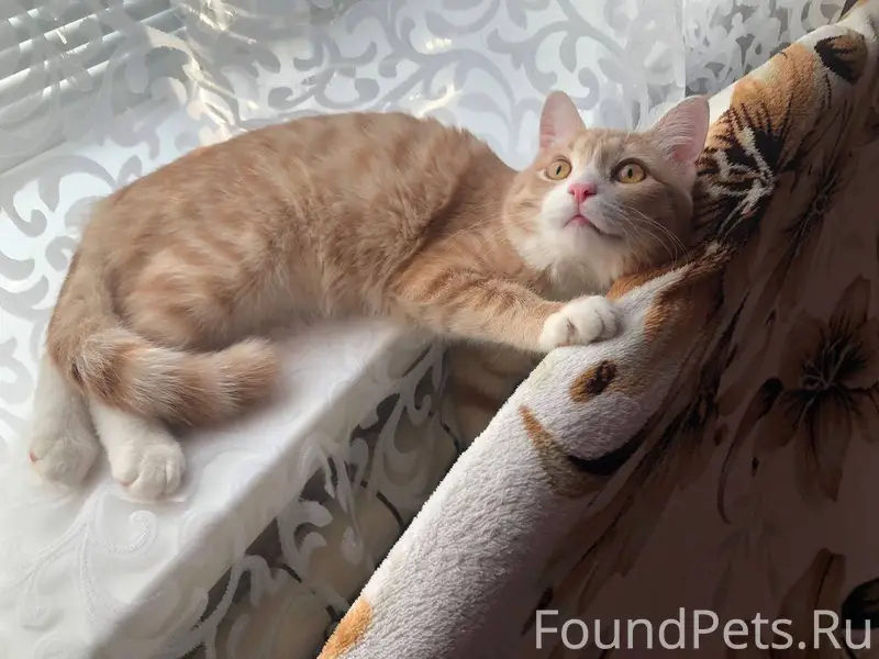 ПРОПАЛ КОТ‼️ Пропал кот на ули...