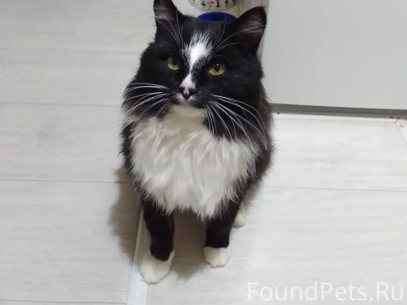 Пропал кот Бижбуляке в районе ...